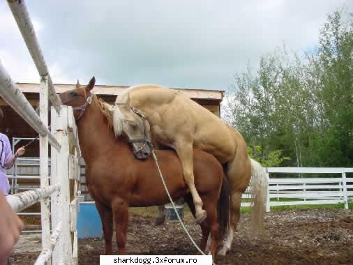 Poze Haioase !!! - Funny Rau De Tot !! - A obosit de tot... :D - Fotografie