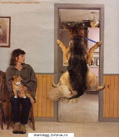 Poze Haioase !!! - Funny Rau De Tot !! - La Veterinar :D :D - Fotografie